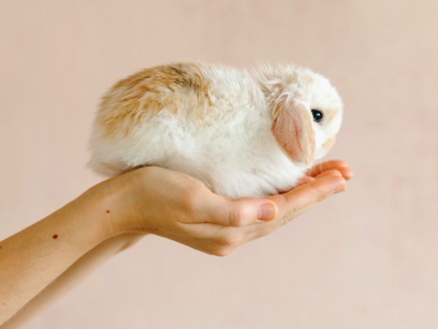 ロップイヤーの赤ちゃん